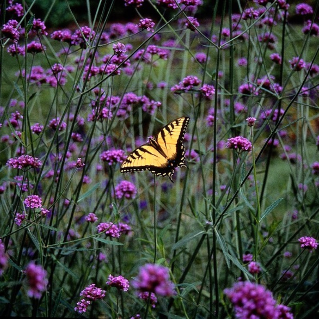 Verbena (Echter Eisenkraut) – Bild 4