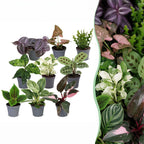 9× Box surprise de plantes d’intérieur – Ø6 cm, 5–15 cm de haut