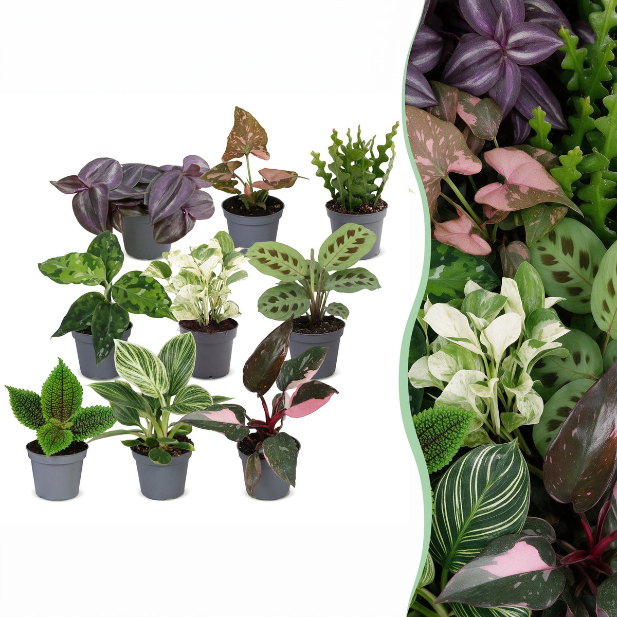 9× overraskelsesæske med stueplanter – Ø6 cm, 5–15 cm høje