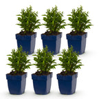 Aster 'Schneekissen' – blanc – 6 plants, Ø11 cm, 15–25 cm de haut