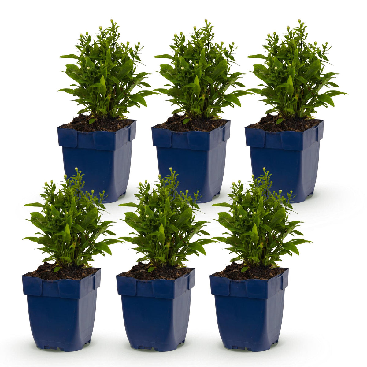 Aster 'Schneekissen' – blanc – 6 plants, Ø11 cm, 15–25 cm de haut – photo 2