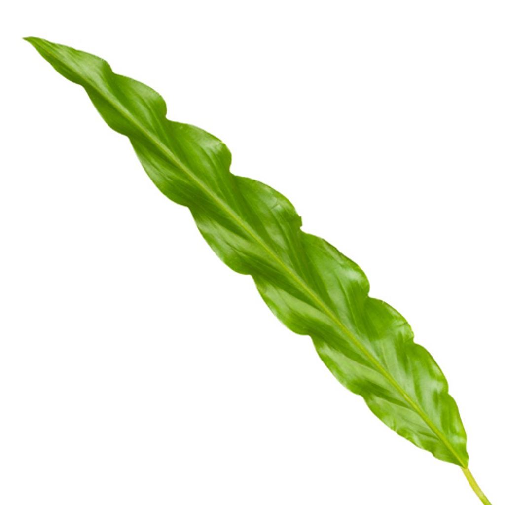 Calathea Bluegrass – Ø12 cm, 35 cm hoog