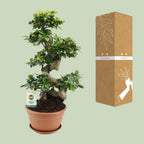Ficus Ginseng – Ø27 cm, 70 cm hoog