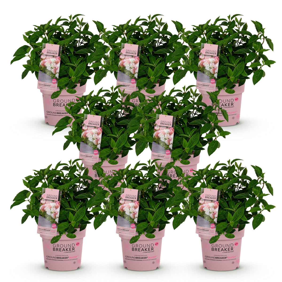 Hydrangea panniculata 'Groundbreaker Blush' (pluimhortensia) – roze – 8 planten, Ø14 cm, 20–25 cm hoog