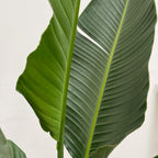 Strelitzia Augusta multi stam XXL (paradijsvogelbloem) – Ø30 cm, 250 cm hoog