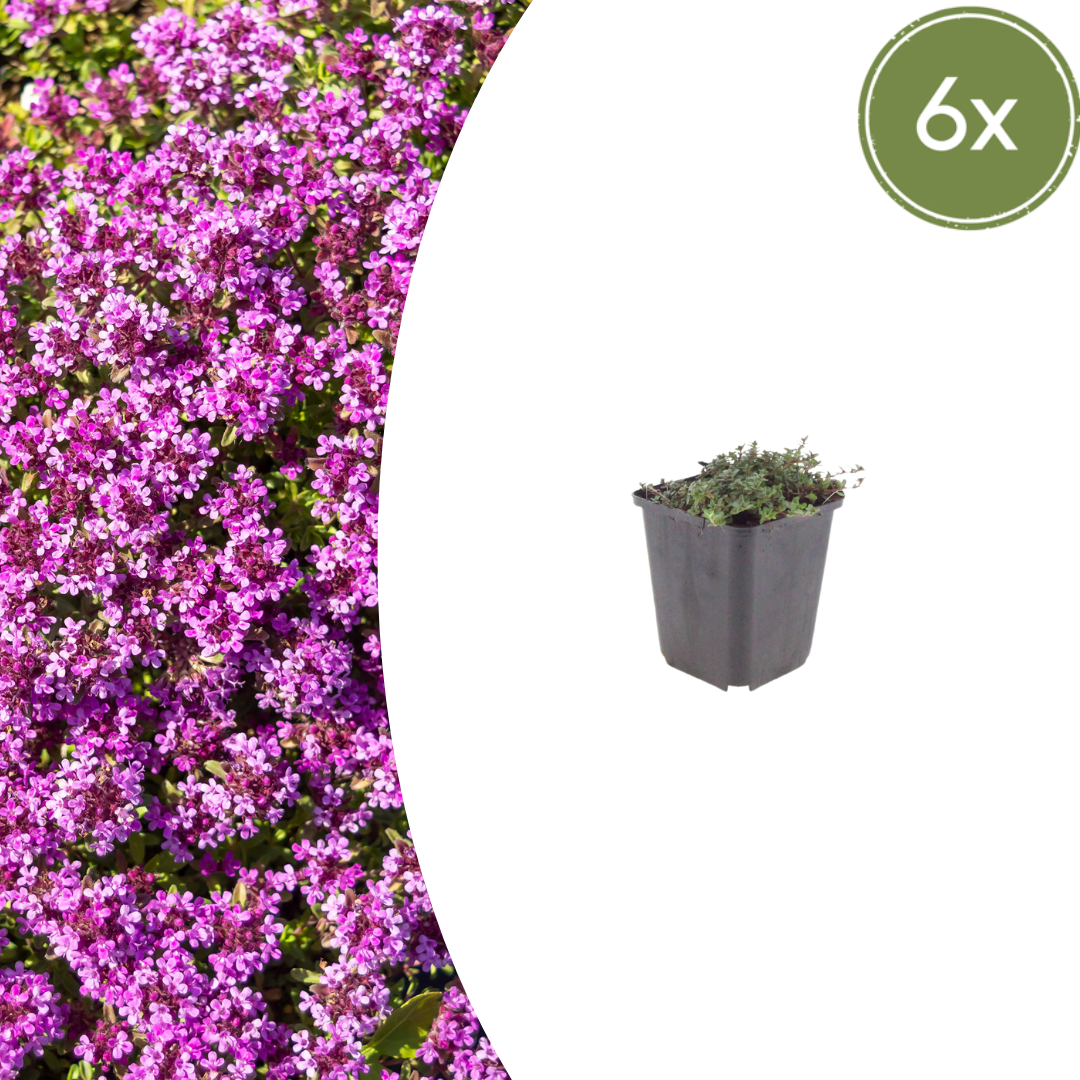 Thymus praecox 'Coccineus' (Zitronen-Thymian) – 6 Pflanzen, Ø9 cm, 10–25 cm hoch