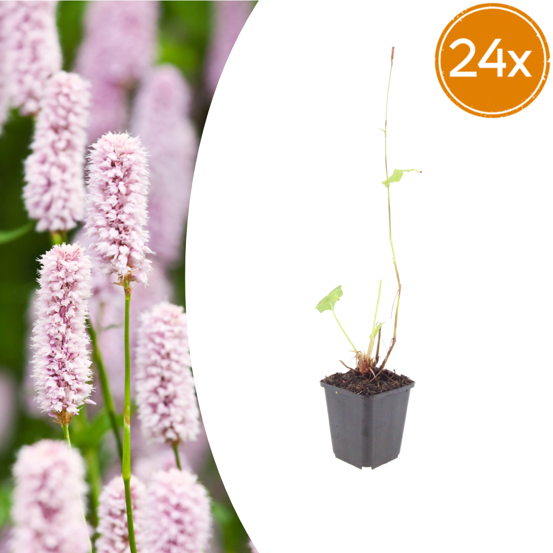 Persicaria bistorta (duizendknoop) – 24 planten, Ø9 cm, 10–25 cm hoog