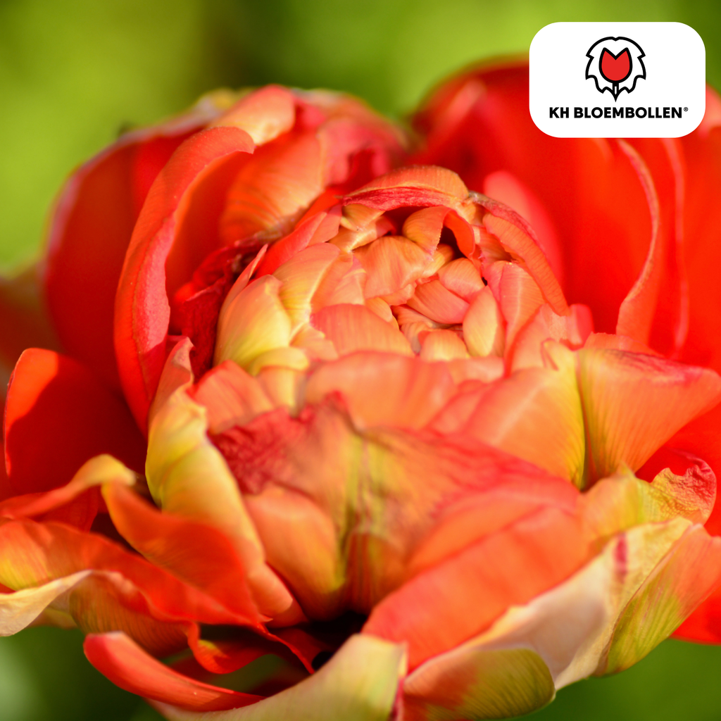 Tulipe 'Gudoshnik Double' – 20 bulbes (calibre 11/12)
