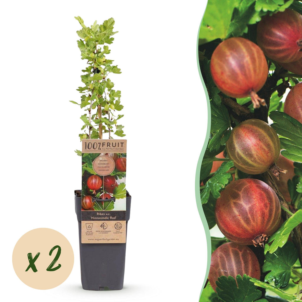 Ribes uva-crispa 'Hinnonmäki Röd' (Stachelbeere) – 2 Pflanzen, Ø15 cm, 50 cm hoch