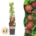 Ribes uva-crispa 'Hinnonmäki Röd' (Stachelbeere) – 2 Pflanzen, Ø15 cm, 50 cm hoch