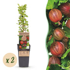 Ribes uva-crispa 'Hinnonmäki Röd' (Stachelbeere) – 2 Pflanzen, Ø15 cm, 50 cm hoch