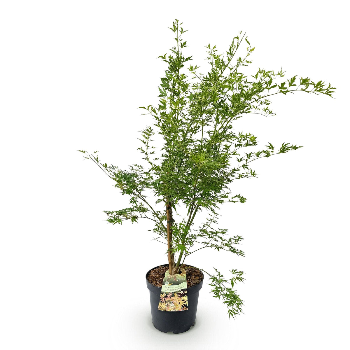 Acer palmatum 'Methamorphosa' (Japanse esdoorn) – oranje – Ø26 cm, 90 cm hoog