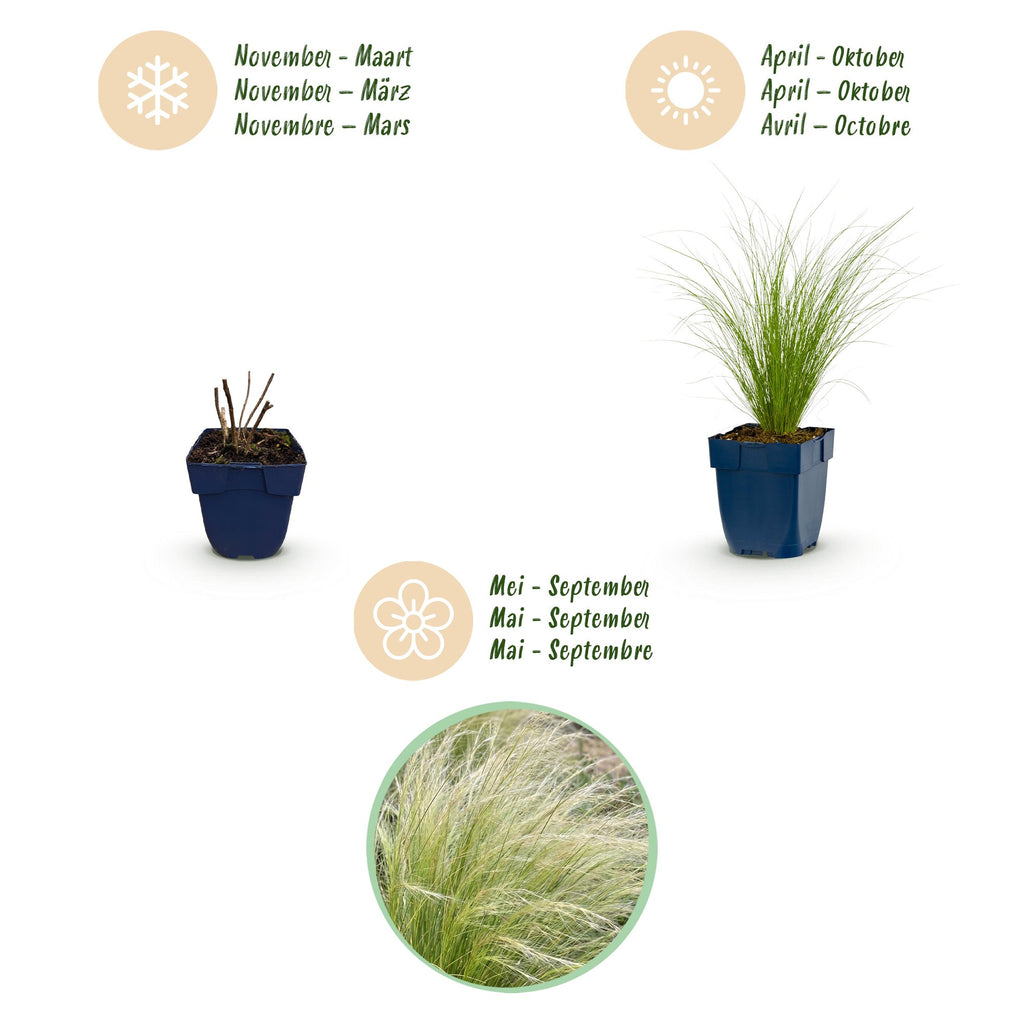 Stipa tenuissima 'Ponytails' (herbe à plumes) – 12 plants, Ø11 cm, 15–25 cm de haut – photo 4