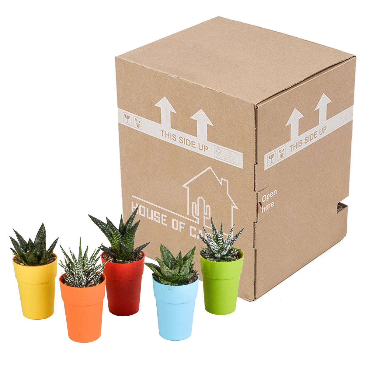 Gasteria/Haworthia mix – Ø6 cm, 16 cm hoog