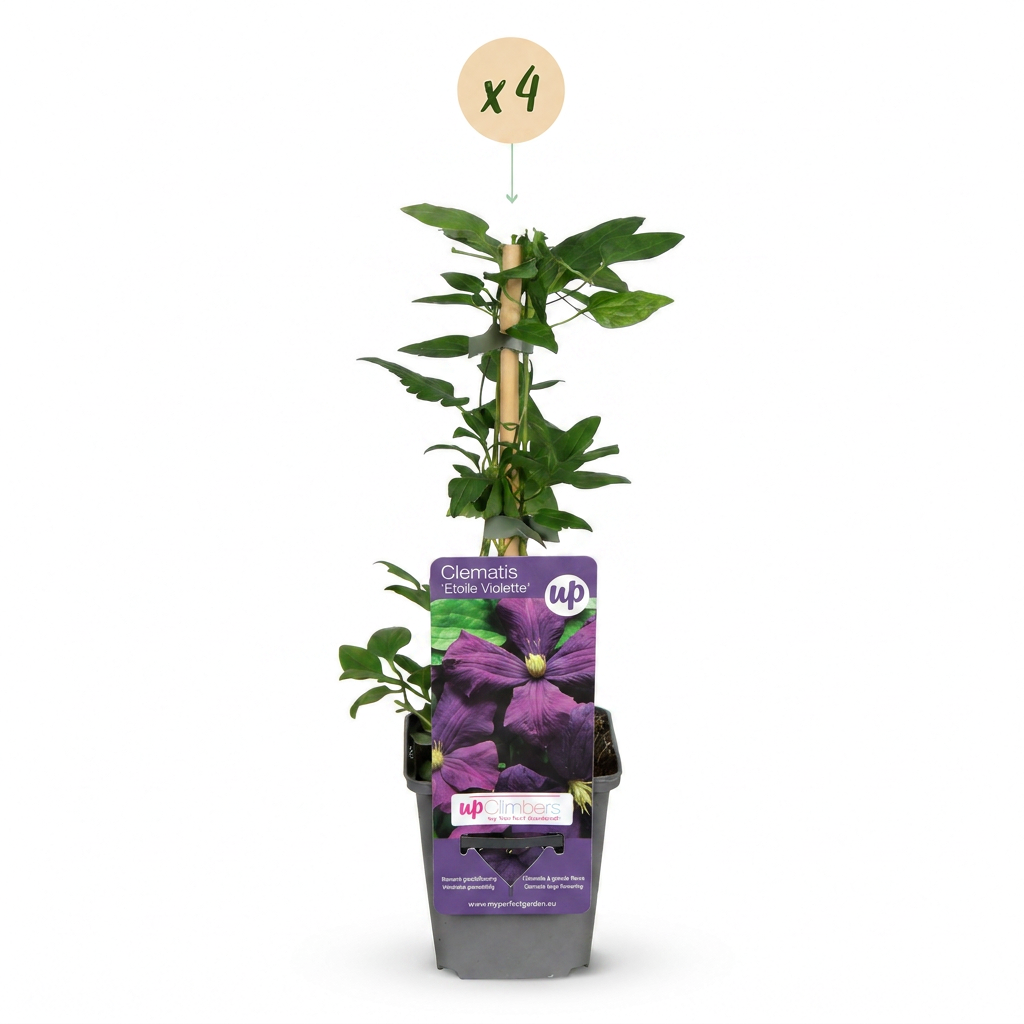 Clematis 'Etoile Viol' (bosrank) – paars – 4 planten, Ø9 cm, 35 cm hoog