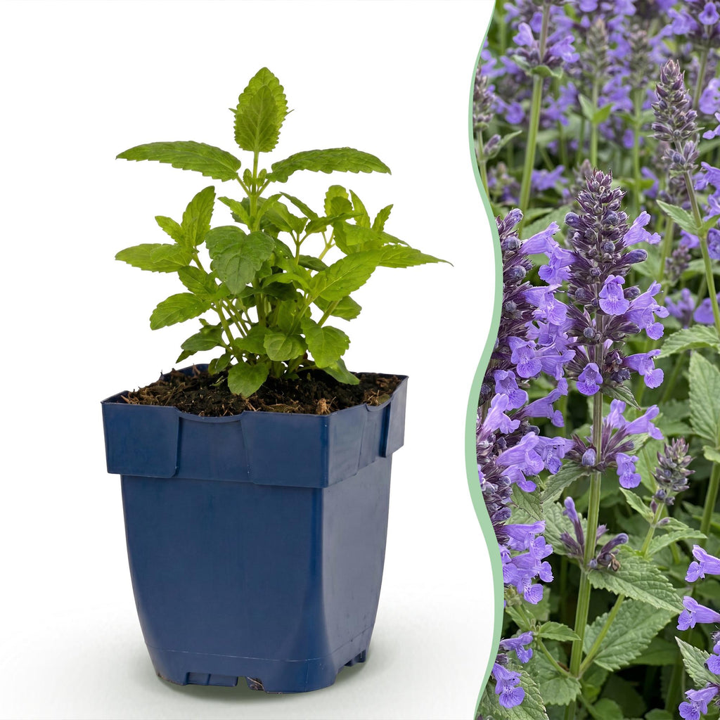 Nepeta nerv. 'Neptune' (Katzenminze) – violett – 6 Pflanzen, Ø 11 cm, 15–25 cm hoch