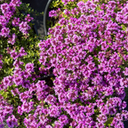 Thymus praecox 'Coccineus' (Zitronen-Thymian) – 6 Pflanzen, Ø9 cm, 10–25 cm hoch