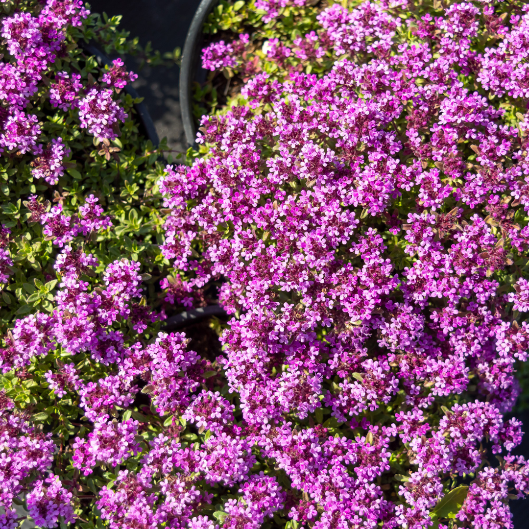 Thymus praecox 'Coccineus' (Zitronen-Thymian) – 6 Pflanzen, Ø9 cm, 10–25 cm hoch – Bild 8