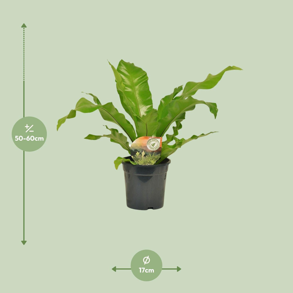 Asplenium nidus (fugleredbreg) – Ø17 cm, 60 cm høj