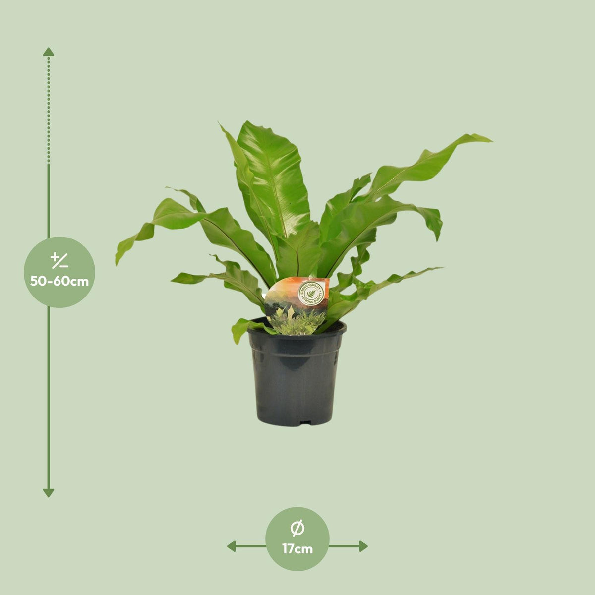 Asplenium nidus (fugleredbreg) – Ø17 cm, 60 cm høj