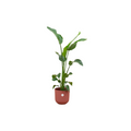 Strelitzia nicolai (hvid paradisfugleblomst) incl. Jazz Round rød – Ø23 cm, 100 cm høj