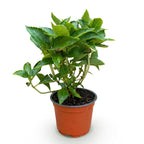 Hydrangea macrophylla (Hortensie) – rot – Ø 12 cm, 20–30 cm hoch
