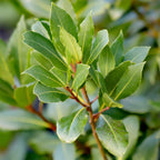 Laurus nobilis (Lorbeer) auf Stamm – Ø 19 cm, 90 cm hoch
