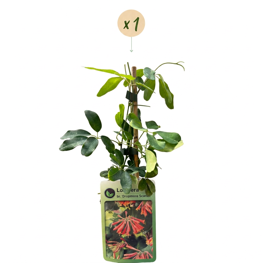 Lonicera × brownii 'Dropmore Scarlet' (kamperfoelie) – geel-rood – Ø9 cm, 35 cm hoog – foto 2