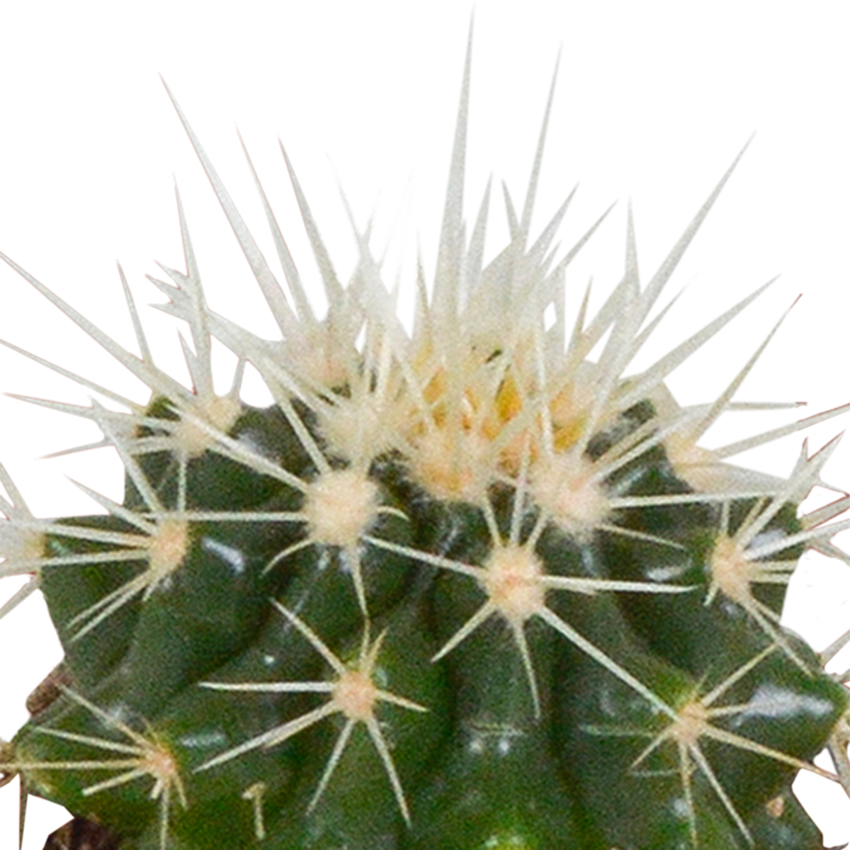 Kaktusmix (Cactaceae) i hvid potte – Ø6 cm, 40 cm høj
