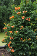 Campsis 'Indian Summer' (orange trumpet flower) – Ø15 cm, 65 cm high