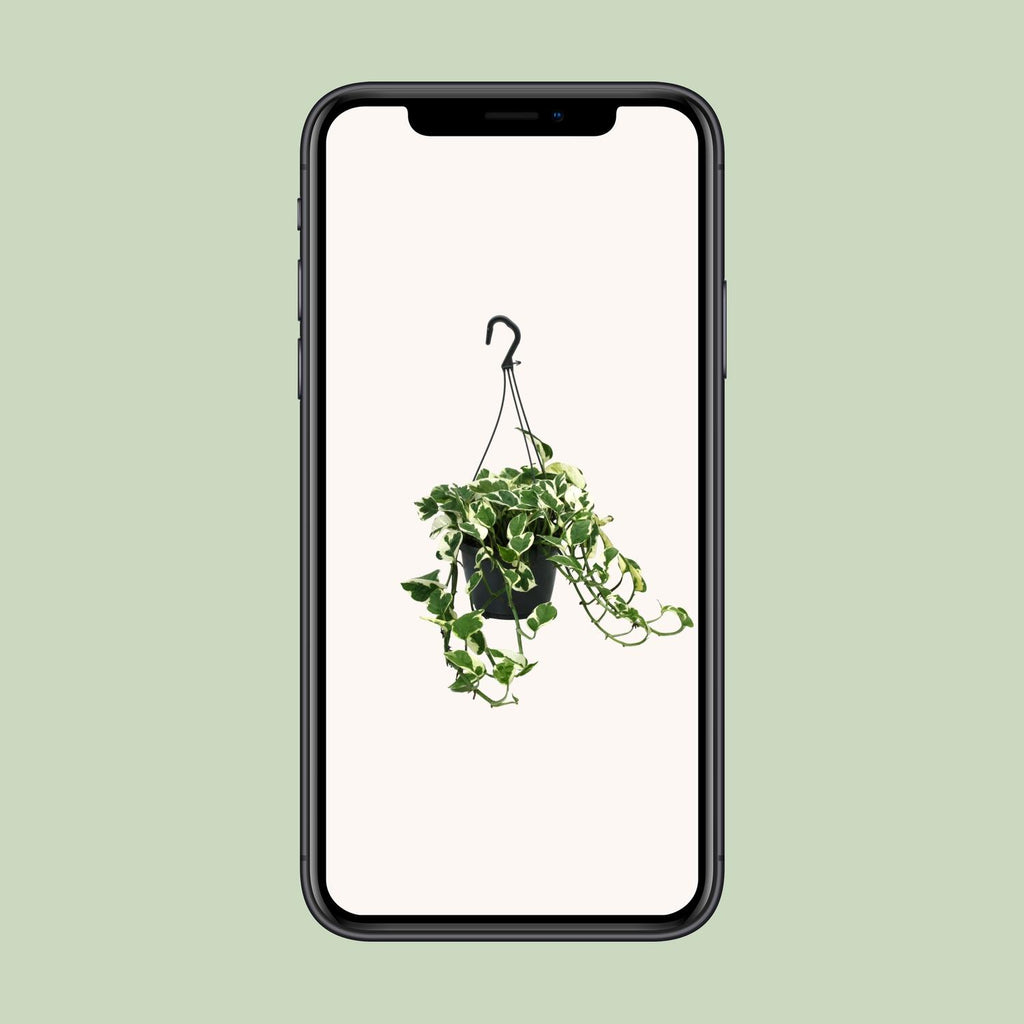Epipremnum (Scindapsus) – Ø 15 cm, 35 cm hoch