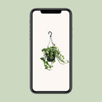 Epipremnum (Scindapsus) – Ø 15 cm, 35 cm hoch