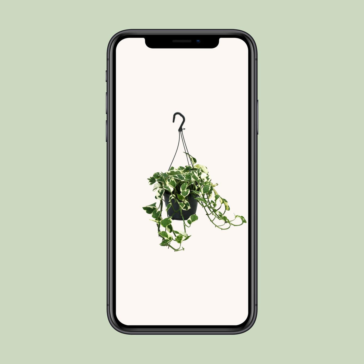 Epipremnum (scindapsus) – Ø15 cm, 35 cm hoog