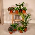 Coffret surprise de plantes d’intérieur – Ø 12 cm, 25 cm de haut – art. 5245