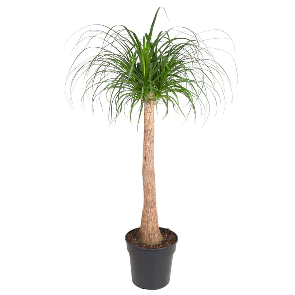 Beaucarnea-Stamm (Elefantenfuß) – Ø 32 cm, 120 cm hoch