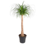 Beaucarnea-Stamm (Elefantenfuß) – Ø 32 cm, 120 cm hoch