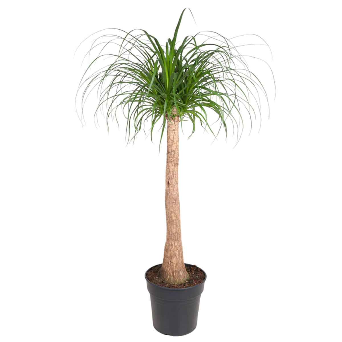 Beaucarnea stam (olifantspoot) – Ø32 cm, 120 cm hoog