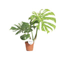 Monstera Thai Constellation (Fensterblatt) – Ø 15 cm, 40–50 cm hoch