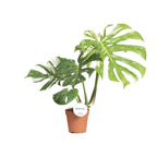 Monstera Thai Constellation (Fensterblatt) – Ø 15 cm, 40–50 cm hoch