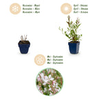 Gaura lindh. 'Whirling Butterflies' (prachtkaars) – wit – 12 planten, Ø11 cm, 15–25 cm hoog