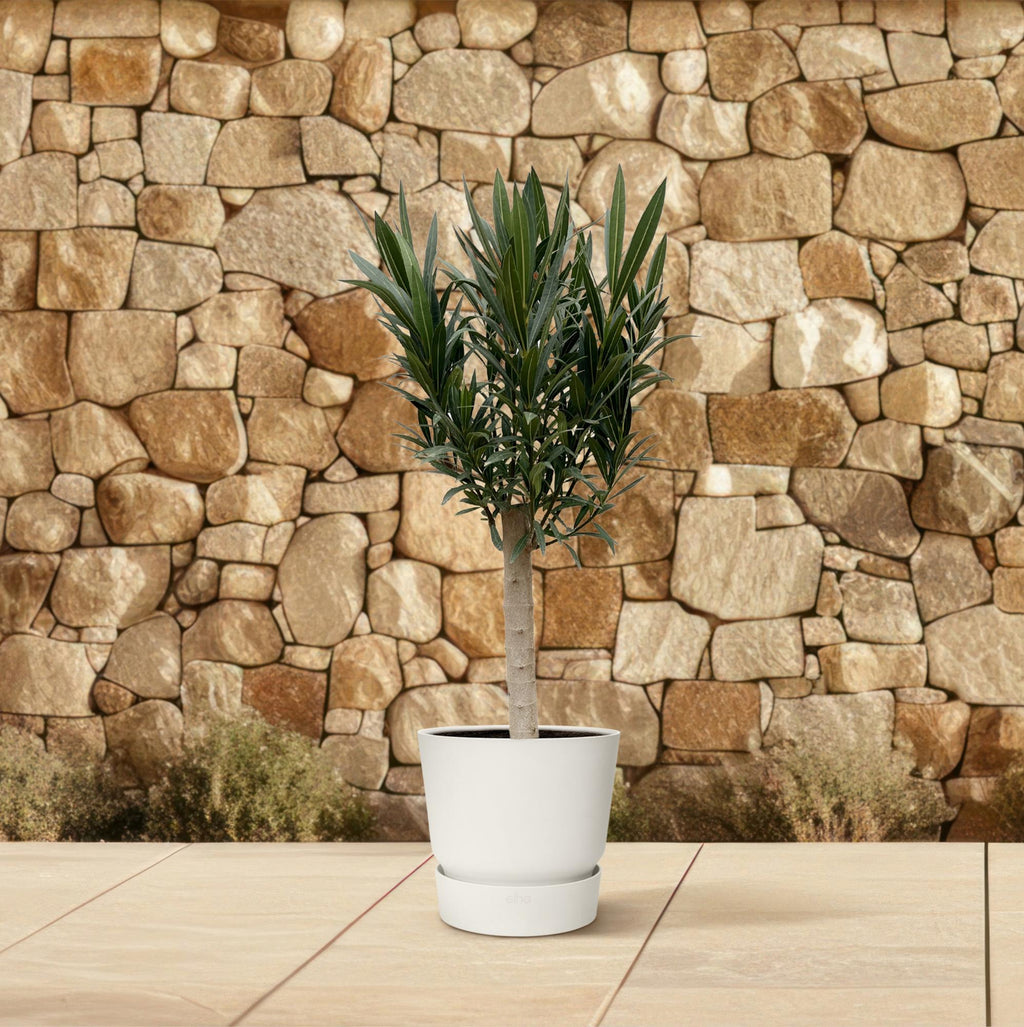 Nerium 'Oleander' standard – Ø22 cm, 110 cm high – red – photo 4