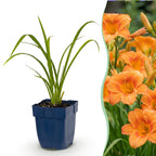 Hemerocallis 'Mauna Loa' (Taglilie) – orange – 12 Pflanzen, Ø11 cm, 15–25 cm hoch