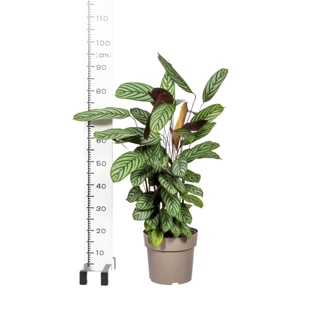 Calathea oppenheimiana – Ø 24 cm, 80–100 cm hoch
