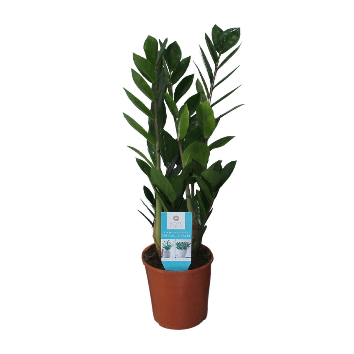 Zamioculcas zamiifolia (zz-plant) – Ø14 cm, 55 cm hoog