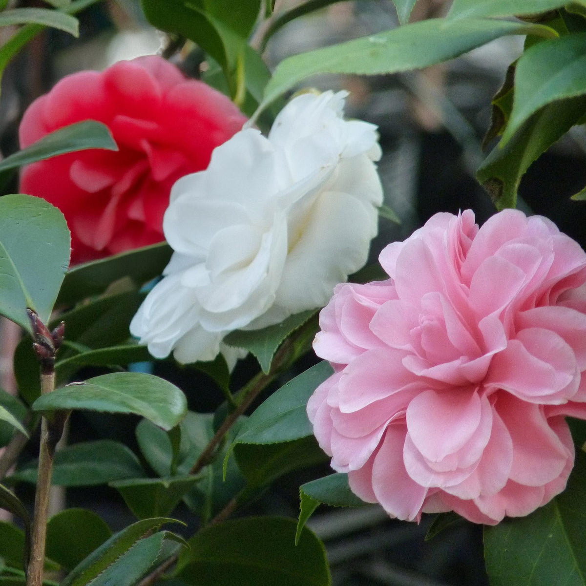 Camellia japonica 'Tricolour' (camelia) – roze-wit-rood – Ø15 cm, 30 cm hoog – bild 5