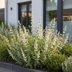 Nepeta faassenii 'Snowflake' (menthe pour chat) – blanc – 6 plantes, Ø11 cm, 15–25 cm de haut