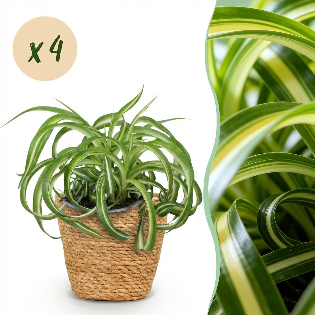 4× Chlorophytum comosum Bonnie (græsløg) med kurv – Ø12 cm, 20 cm høj