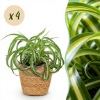 4× Chlorophytum comosum Bonnie (græsløg) med kurv – Ø12 cm, 20 cm høj