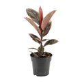 Ficus elastica Belize (gummitræ) – Ø17 cm, 55 cm høj