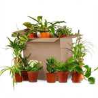 12× Box Seconde Chance de plantes vertes d’intérieur